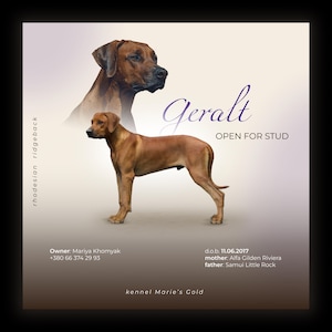 May include: A promotional image for a Rhodesian Ridgeback stud dog named Geralt. The image features a full body shot of the dog and a headshot. Text includes "OPEN FOR STUD", owner information, and the dog's pedigree.