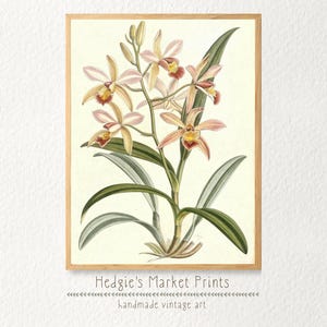 Epidendrum Orchid Vintage Botanical Illustration | Antique Botanical Wall Art | Country/Cottagecore Farmhouse Decor | Digital PRINTABLE