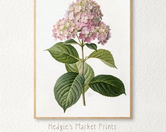 Hydrangea Flower Print | Vintage Botanical Illustration (Digital Printable)