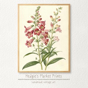 Penstemon Flower Vintage Botanical Illustration | Antique Botanical Wall Art | Country/Cottagecore Farmhouse Decor | Digital PRINTABLE