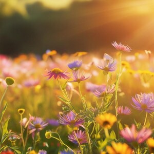 Wellbeing, flowers, fields