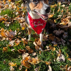 May include: A medium-sized dog with black, brown, and white fur wearing a red triangular bandana. The bandana features a repeating pattern of small white snowflakes and green holly leaves, with the name Riggin printed in white script text.