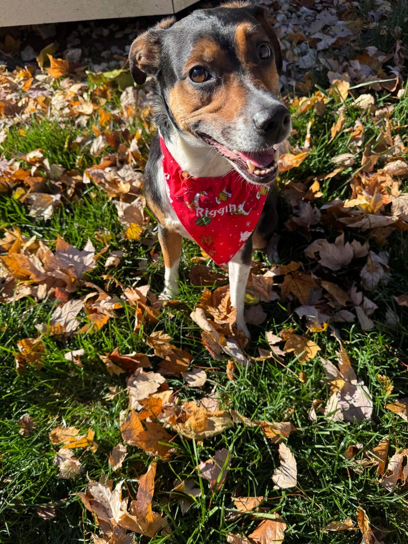 May include: A medium-sized dog with black, brown, and white fur wearing a red triangular bandana. The bandana features a repeating pattern of small white snowflakes and green holly leaves, with the name Riggin printed in white script text.