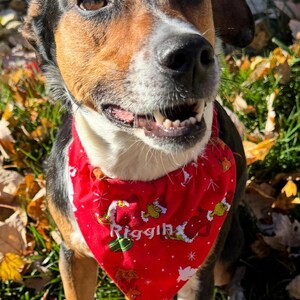 K&ouml;nnte beinhalten: Ein dreifarbiger Hund mit schwarzem, braunem und wei&szlig;em Fell tr&auml;gt ein leuchtend rotes, dreieckiges Halstuch. Das Tuch zeigt ein wiederkehrendes Muster aus gr&uuml;nen Zeichentrickfiguren und wei&szlig;en Schneeflocken sowie den Namen Riggin.