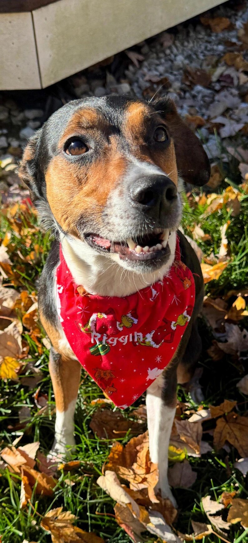 K&ouml;nnte beinhalten: Ein dreifarbiger Hund mit schwarzem, braunem und wei&szlig;em Fell tr&auml;gt ein leuchtend rotes, dreieckiges Halstuch. Das Tuch zeigt ein wiederkehrendes Muster aus gr&uuml;nen Zeichentrickfiguren und wei&szlig;en Schneeflocken sowie den Namen Riggin.