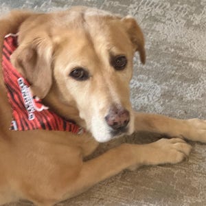 K&ouml;nnte beinhalten: Ein gelber Labrador Retriever mit braunen Augen und einer rosa gefleckten Nase, der ein rot-schwarz gestreiftes Halstuch tr&auml;gt. Das Halstuch hat einen wei&szlig;en rechteckigen Aufn&auml;her mit schwarzem Text auf dem Stoff.
