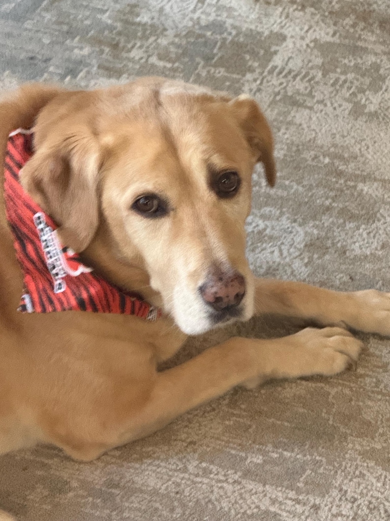 K&ouml;nnte beinhalten: Ein gelber Labrador Retriever mit braunen Augen und einer rosa gefleckten Nase, der ein rot-schwarz gestreiftes Halstuch tr&auml;gt. Das Halstuch hat einen wei&szlig;en rechteckigen Aufn&auml;her mit schwarzem Text auf dem Stoff.