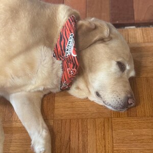 May include: A light-colored dog wearing an orange and black tiger-striped bandana featuring the Cincinnati Bengals logo and text. The fabric accessory is tied around the neck of the animal, displaying a repeating pattern of the team name.