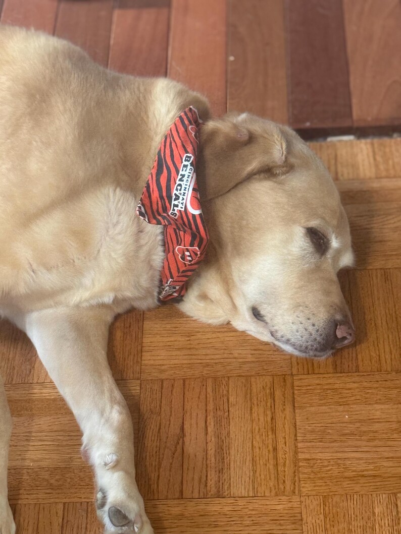 May include: A light-colored dog wearing an orange and black tiger-striped bandana featuring the Cincinnati Bengals logo and text. The fabric accessory is tied around the neck of the animal, displaying a repeating pattern of the team name.
