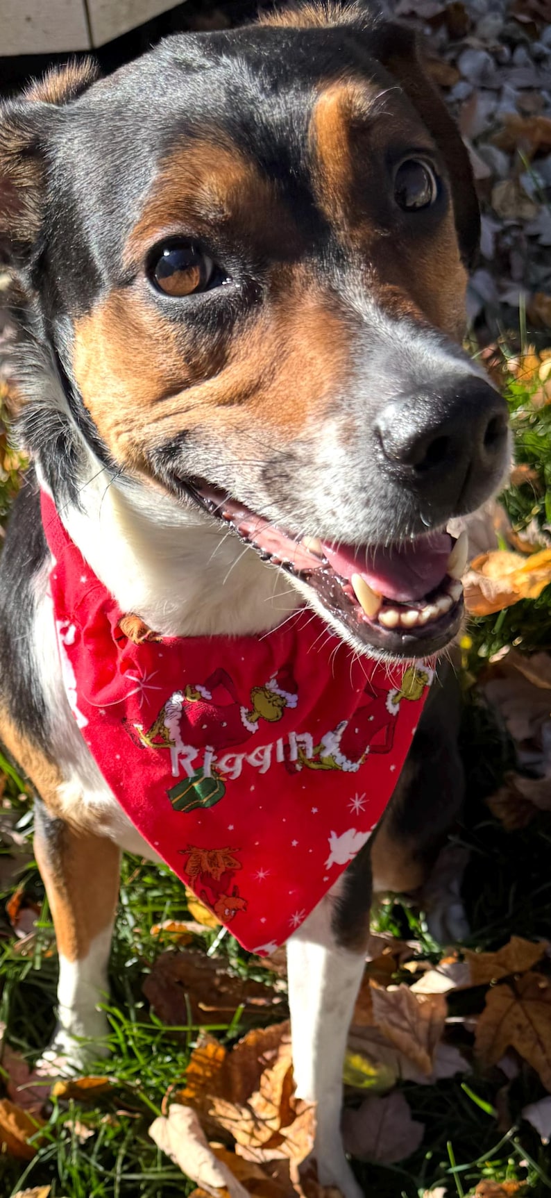 K&ouml;nnte beinhalten: Ein Hund mit schwarzem, braunem und wei&szlig;em Fell tr&auml;gt ein rotes, dreieckiges Halstuch. Das Tuch zeigt ein wiederkehrendes Muster aus gr&uuml;nen Zeichentrickfiguren, Geschenkkartons und wei&szlig;en Sternen sowie den Namen Riggin in wei&szlig;er Schrift.