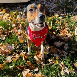 May include: A tri-color dog with black, brown, and white fur wearing a bright red triangular bandana. The bandana features a repeating pattern of green and white holiday-themed graphics and the white text Riggin printed on the front.