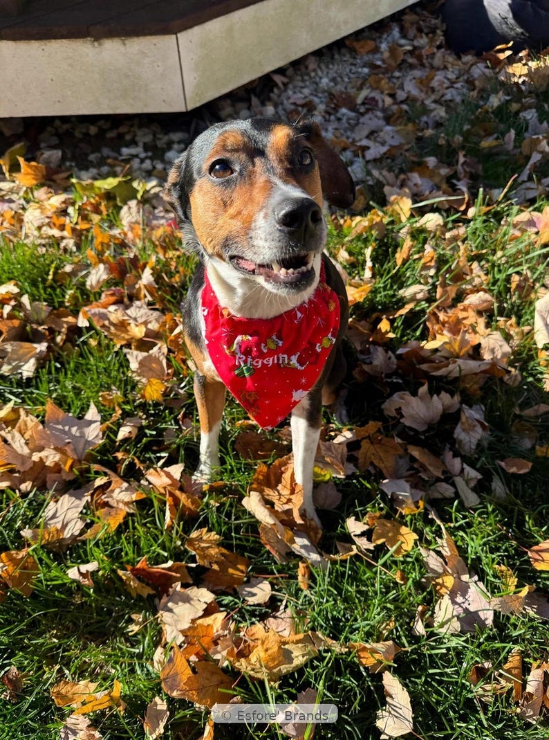 May include: A tri-color dog with black, brown, and white fur wearing a bright red triangular bandana. The bandana features a repeating pattern of green and white holiday-themed graphics and the white text Riggin printed on the front.