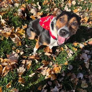 K&ouml;nnte beinhalten: Ein mittelgro&szlig;er Hund mit schwarzem, wei&szlig;em und lohfarbenem Fell tr&auml;gt ein leuchtend rotes Geschirr mit gelbem Muster. Der Hund hat eine wei&szlig;e Brust, einen schwarzen R&uuml;cken und lohfarbene Abzeichen im Gesicht und schaut fr&ouml;hlich nach oben.