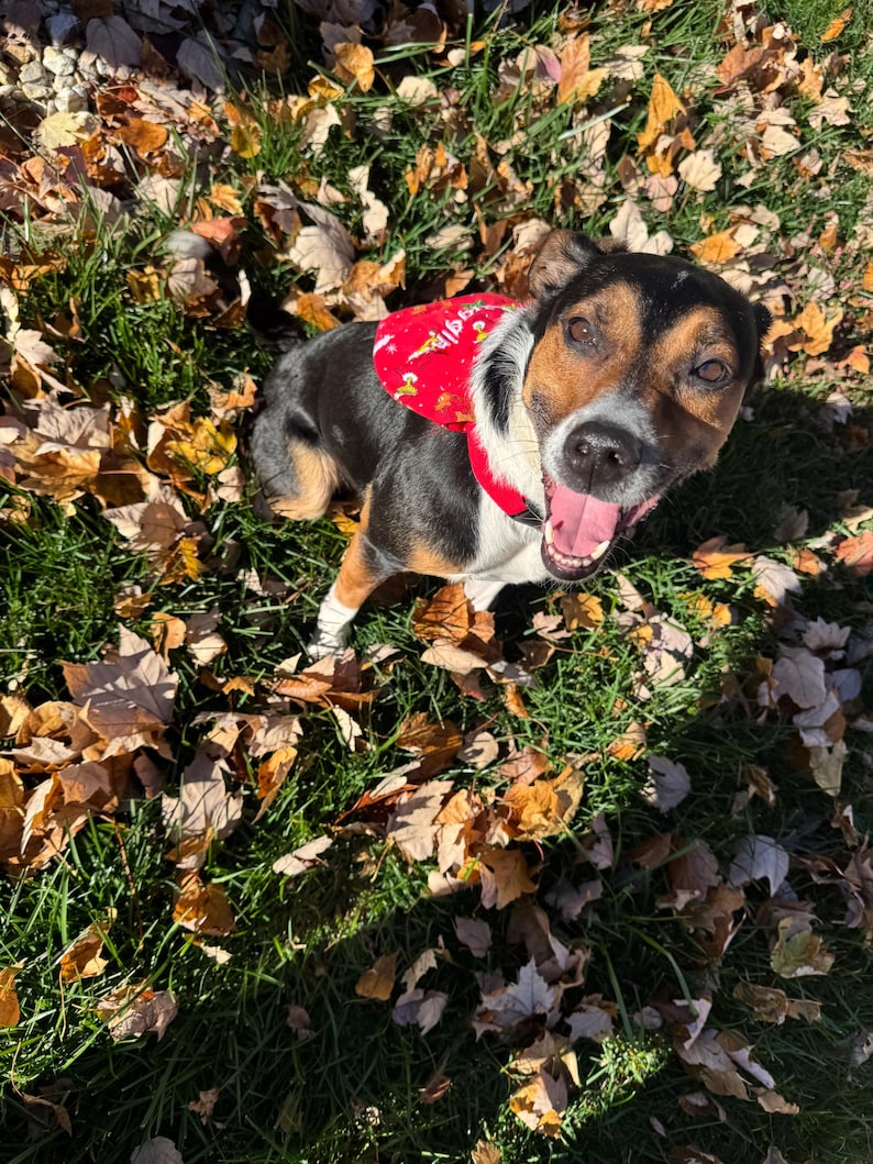 K&ouml;nnte beinhalten: Ein mittelgro&szlig;er Hund mit schwarzem, wei&szlig;em und lohfarbenem Fell tr&auml;gt ein leuchtend rotes Geschirr mit gelbem Muster. Der Hund hat eine wei&szlig;e Brust, einen schwarzen R&uuml;cken und lohfarbene Abzeichen im Gesicht und schaut fr&ouml;hlich nach oben.