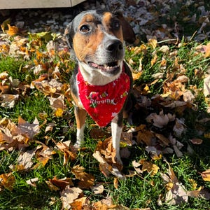 May include: A tri-color dog with black, brown, and white fur wearing a bright red triangular bandana. The bandana features a festive pattern with small white stars and the word Riggin printed in white lettering across the center.