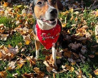 Pode incluir: Um cão tricolor com pelo preto, castanho e branco usa uma bandana triangular vermelha brilhante. A bandana apresenta um padrão festivo com pequenas estrelas brancas e a palavra Riggin impressa em letras brancas no centro.