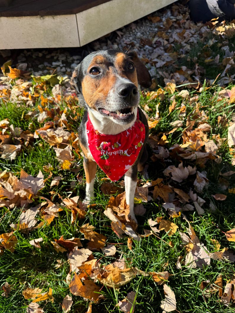 May include: A tri-color dog with black, brown, and white fur wearing a bright red triangular bandana. The bandana features a festive pattern with small white stars and the word Riggin printed in white lettering across the center.