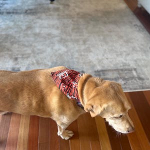 K&ouml;nnte beinhalten: Ein beigefarbener Hund tr&auml;gt ein dreieckiges Haustierhalstuch mit einem rot-schwarzen Tigerstreifenmuster und wei&szlig;en sowie schwarzen Logografiken auf dem Stoff. Das Halstuch ist um den Hals des Hundes gebunden.
