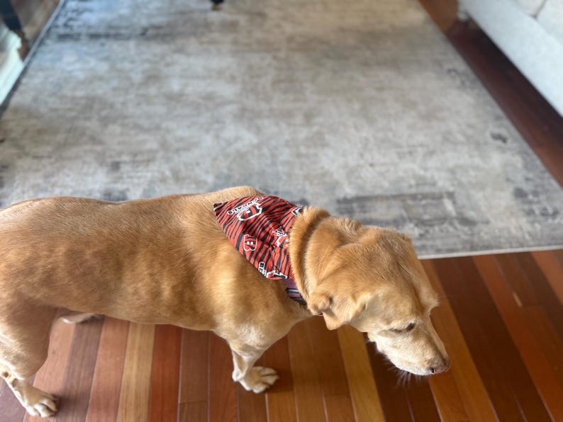 K&ouml;nnte beinhalten: Ein beigefarbener Hund tr&auml;gt ein dreieckiges Haustierhalstuch mit einem rot-schwarzen Tigerstreifenmuster und wei&szlig;en sowie schwarzen Logografiken auf dem Stoff. Das Halstuch ist um den Hals des Hundes gebunden.