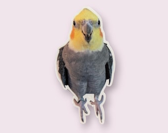 Cockatiel Sticker: Funny Parrot Pet Decal