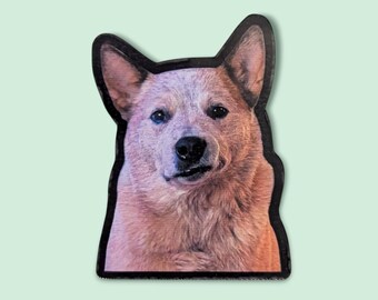 Unimpressed Red Heeler Sticker: Australian Cattle Dog Gift