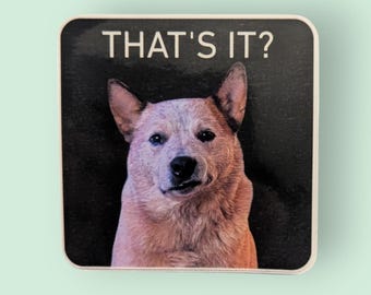Red Heeler Sticker: Unimpressed Australian Cattle Dog