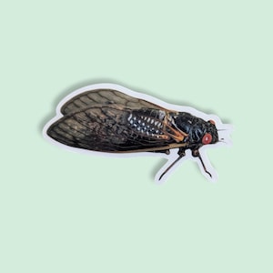 Puede incluir: Una pegatina con una ilustración detallada de un insecto cigarra. La cigarra tiene un cuerpo negro con marcas naranjas y blancas, alas grandes y transparentes y ojos rojos prominentes. La pegatina está sobre un fondo verde claro.