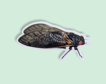 Cicada Sticker | Bug Decorations, Southern Cicada, Entomology Nerds, Gifts for Insect Loving Friend, Water Bottle Accessories, Kindle Case