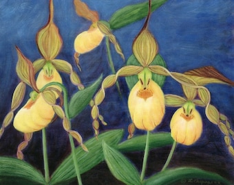 Lady Slipper Art - Yellow Orchid Print – Maine Woodland Wildflower - Not A Live Plant