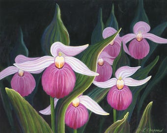 Lady Slipper Art - Pink Orchid Print - Showy Lady Slippers - Not A Live Plant
