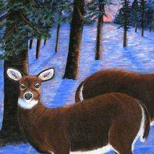 May include: Two brown deer standing in a snowy forest with tall trees. The deer are facing the viewer, and the one in the foreground is looking directly at the camera.