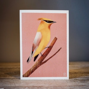 Beccofrusone dei Cedri-cartolina d'auguri