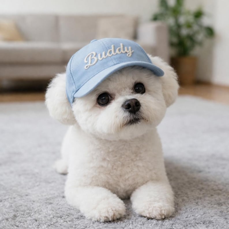 May include: A fluffy white dog wearing a light blue baseball cap with the name "Buddy" embroidered on the front. The dog is lying down on a gray carpet, looking up at the camera.