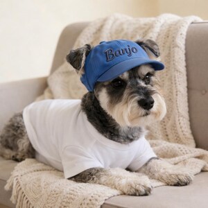 May include: A Schnauzer dog wearing a blue baseball cap with "Banjo" embroidered on the front and a white t-shirt. The dog is lying on a cream-colored blanket on a beige couch.