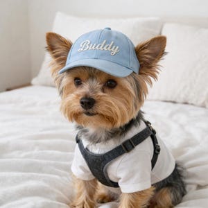 May include: A small dog wearing a light blue baseball cap with the word "Buddy" embroidered on the front. The dog is also wearing a white t-shirt and a denim harness.