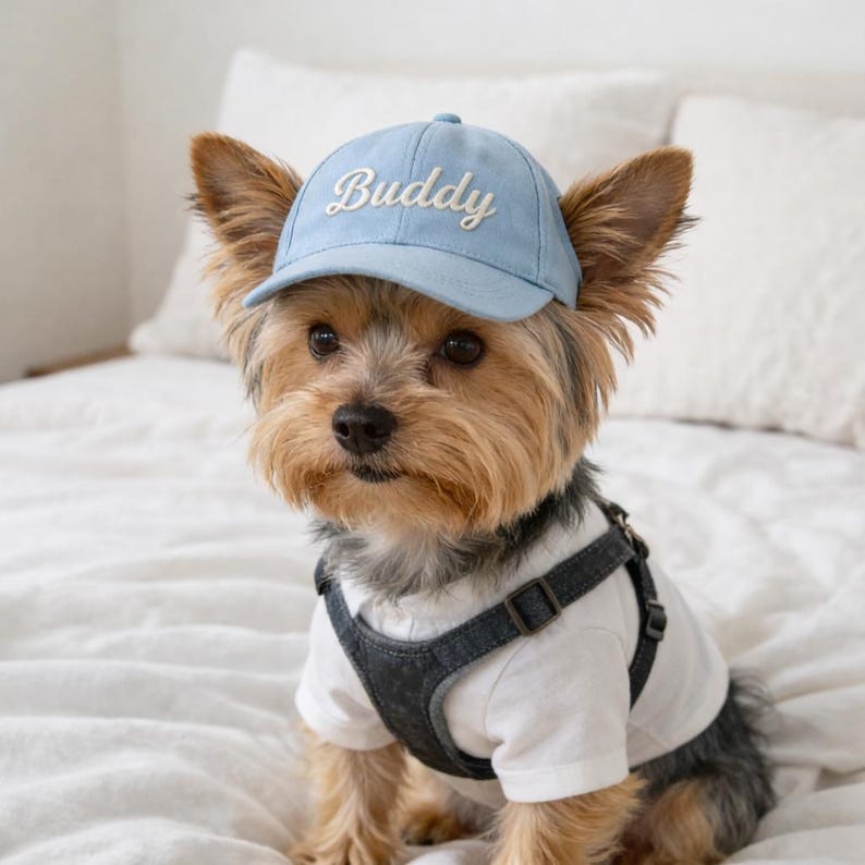 May include: A small dog wearing a light blue baseball cap with the word "Buddy" embroidered on the front. The dog is also wearing a white t-shirt and a denim harness.