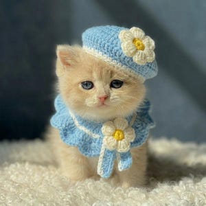 Puede incluir: Un gatito de color beige claro lleva una boina de ganchillo azul claro y un cuello de ganchillo a juego. Tanto la boina como el cuello están decorados con una flor de ganchillo blanca y amarilla. El gatito tiene pelaje suave y ojos oscuros.