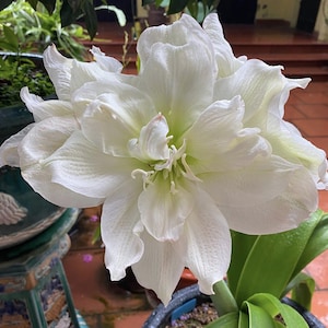 Bulbos de amaryllis blanco: Hippeastrum Barbados Lily - Jardín (2 bulbos/lote)