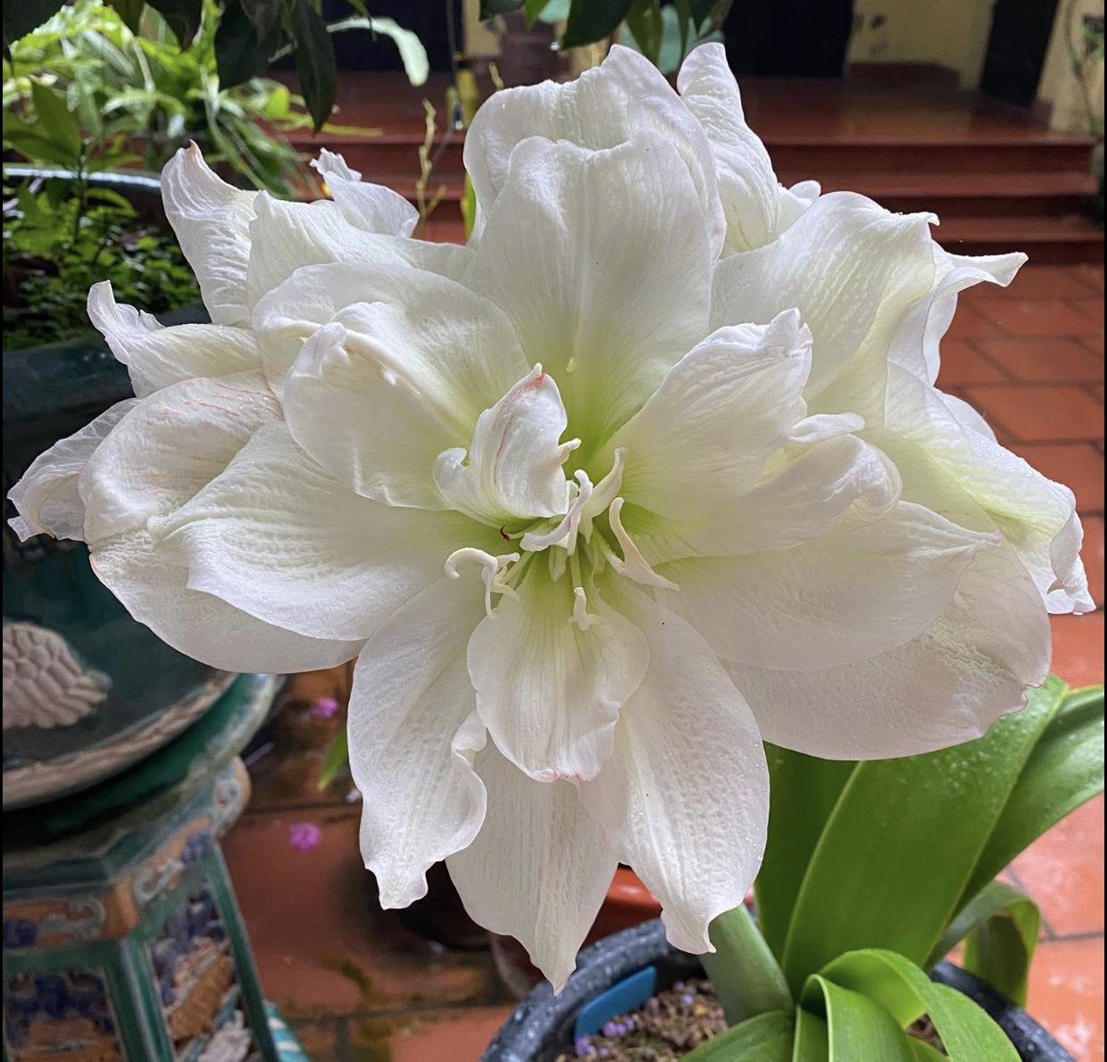 Wax amaryllis - Etsy 日本