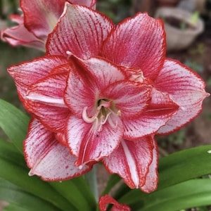 Red Amaryllis Hippeastrum Bulbs: Potted Barbados Lily - 2 Bulbs