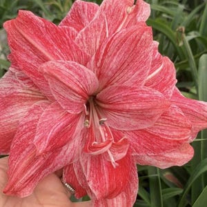 Pink Amaryllis Bulbs: Balcony Garden Hippeastrum - 2 Bulbs/Lot
