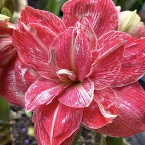 Bulbos de amaryllis rosa: Hippeastrum Barbados Lily - Jardín (2 bulbos/lote)