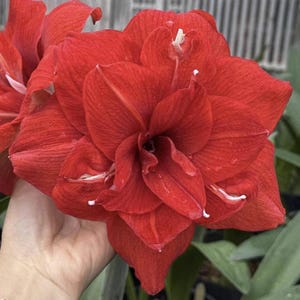 2 Bulbs/Lot Hippeastrum Bulbs Flowers, Red Amaryllis Bulbs Flower, Barbados Lily Potted Home Garden, Balcony Garden Plant
