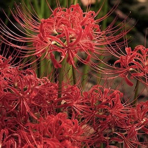 Red Spider Lily Bulbs: Lycoris Radiata - Bonsai Garden Flower (25 Bulbs/Lot)