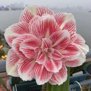 Pink White Amaryllis Bulbs: Balcony Garden Hippeastrum - 2 Bulbs/Lot