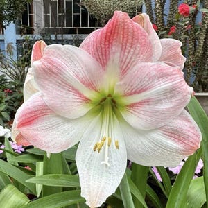 Pink & White Amaryllis Bulbs - Hippeastrum Barbados Lily - 2 Bulbs/Lot