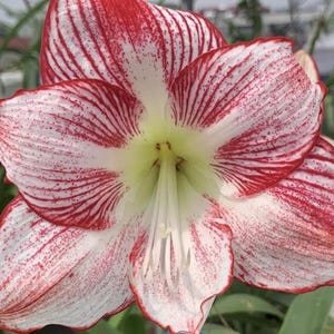Red & White Amaryllis Bulbs - Balcony Garden - 2 Bulbs/Lot