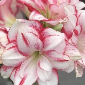 Red & White Amaryllis Bulbs: Hippeastrum Barbados Lily - Home Garden (2 Bulbs/Lot)