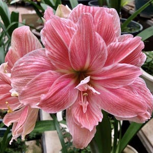 2 Bulbs/Lot Hippeastrum Bulbs Flowers,Pink Amaryllis Bulbs, Balcony Garden Plant, Barbados Lily Potted Home Garden