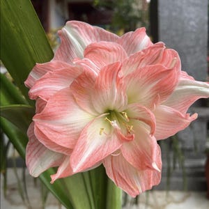 Orange Amaryllis Hippeastrum Bulbs: Barbados Lily - 2 Bulbs